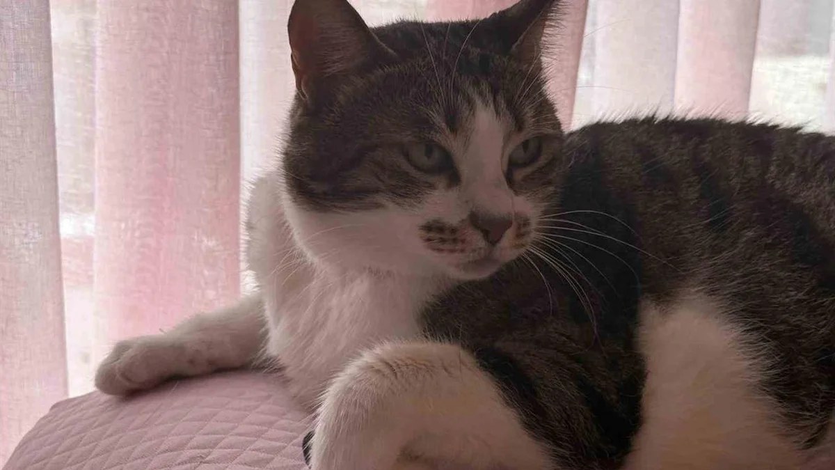 Kahraman Kedi 'Mucize' Hırsızları Kaçırdı
